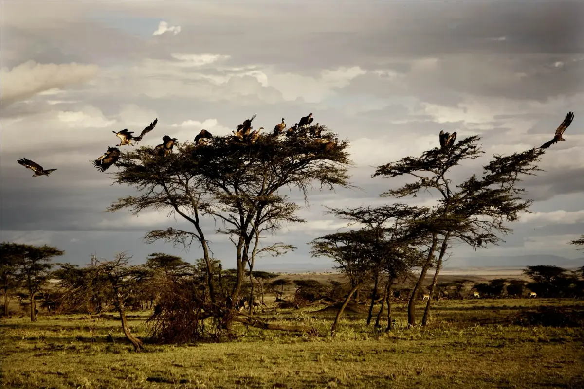 package hotel listing